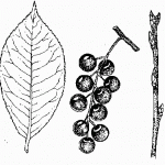 Плоды черемухи рисунок
