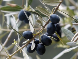 olives-357849_1280