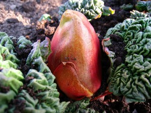 rhubarb-140865_1280