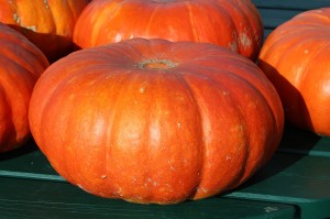 pumpkins-432607_1280
