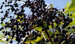 black-elderberry-440803_1280
