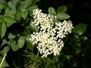 elderberry-flower-354630_1280
