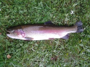 rainbow-trout-340352_640