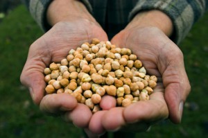 A farmer???s hands holding harvested garbanzo beans (chick peas)