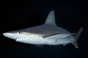 Sandbar-Shark-001