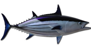 skipjack-tuna-large