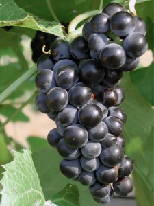 vinogradnaya-dieta
