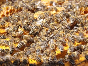 bees-486872_640