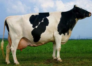 Голштинская-порода-коров