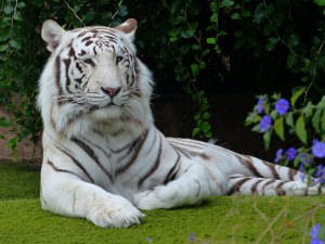 white-bengal-tiger-406994_1280