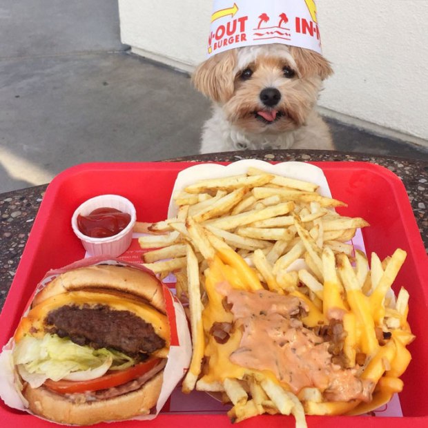 rescue-dog-food-instagram-popeyethefoodie-21-578602a2f31a2__700