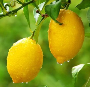limon-9