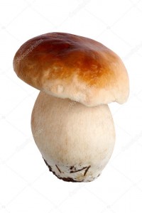 depositphotos_6950442-stock-photo-porcini-or-boletus-edulis-mushroom