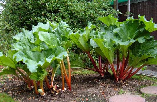 rhubarb-garden
