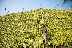 22 Jan 2015, Chongqing Municipality, China --- (150122) -- CHONGQING, Jan. 22, 2015 (Xinhua) -- A farmer hangs raw mustard roots used as pickle materials on racks to dehydrate in Fuling District of southwest China