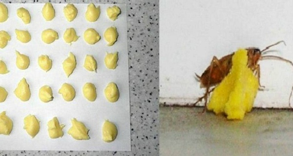 AMAZING-Get-Rid-Of-Cockroaches-Forever-With-This-Trick