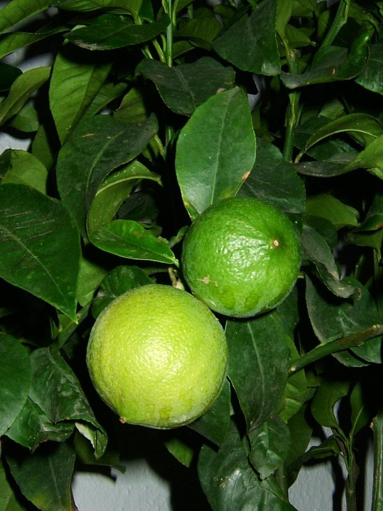 Bergamottepflanze