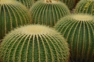 cactus-257253_1280