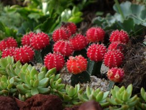 cactus-419471_1280