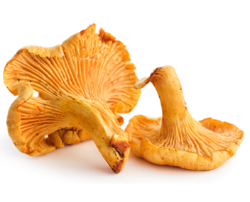 chanterelle
