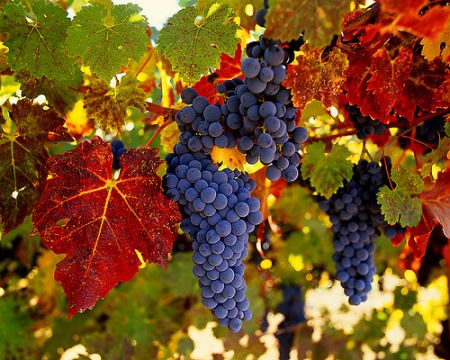 diet-with-grapes