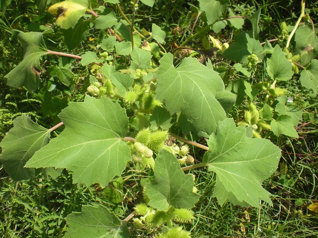 durnishnik-koljuchij-2