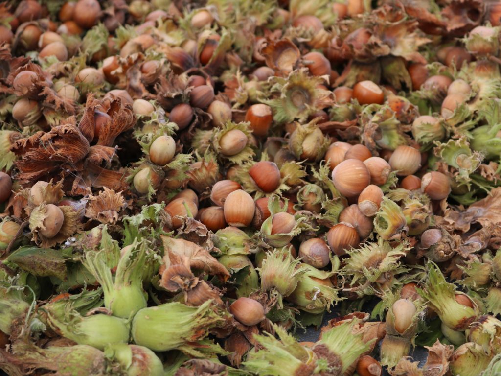 hybrid-hazelnut-FT-BLOG1019