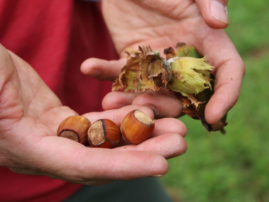 hybrid-hazelnut-FT-BLOG1019-2