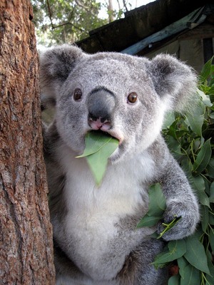 koala-71