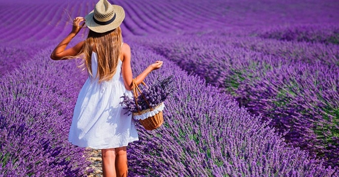 lavanda-poleznye-svojstva