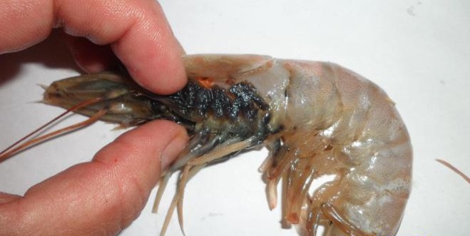 seafood-farmed-asia-full-pig-feces-and-antibiotics-heres-how-to-tell-if-yours-is-safe