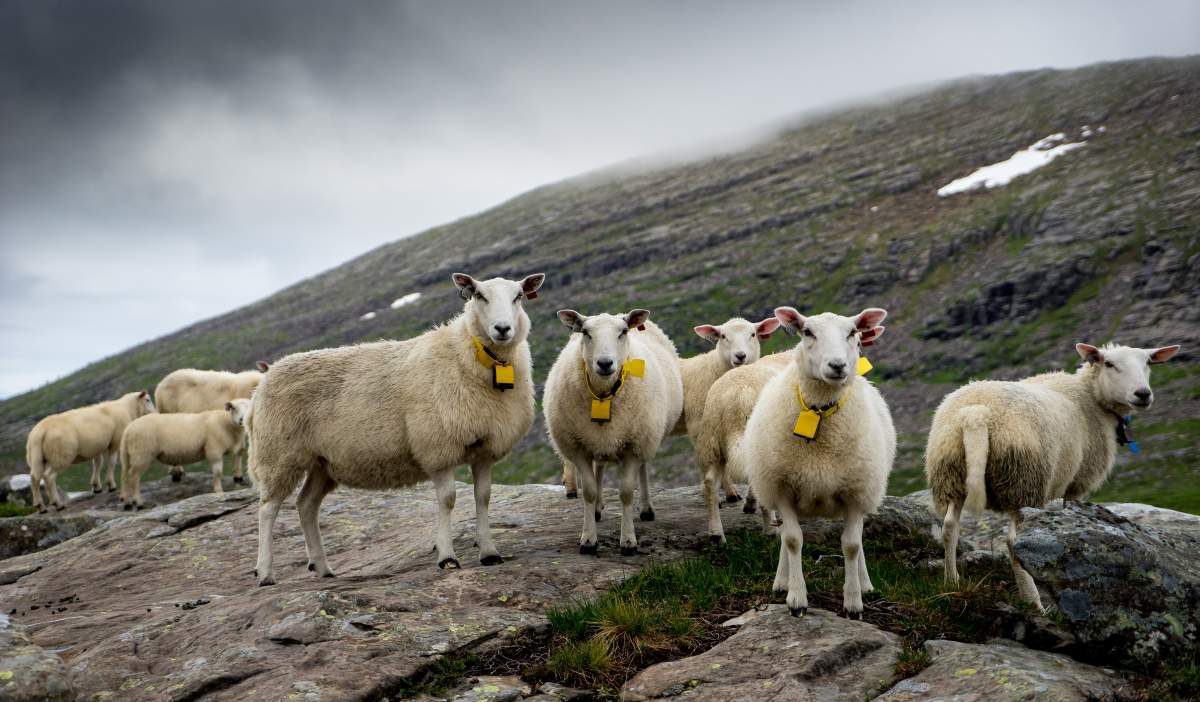 sheepwithaview_fjord_norway_506f99b9-311d-4250-b0d6-edf64ff0eeb7